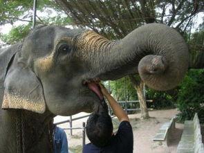 大象蕉久在线情侣国产,探索在线情侣国的甜蜜奥秘