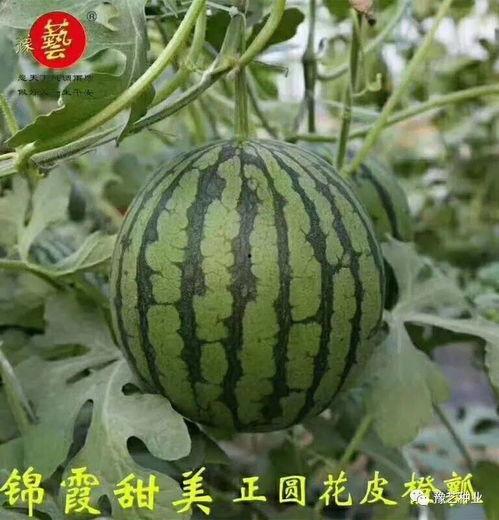 西瓜精品国产在线观看,在线观看盛宴来袭！