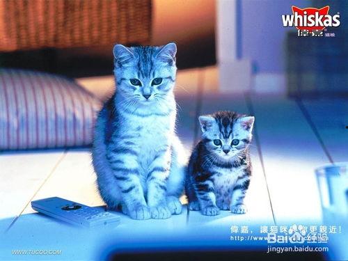 猫咪国产在线观看AV